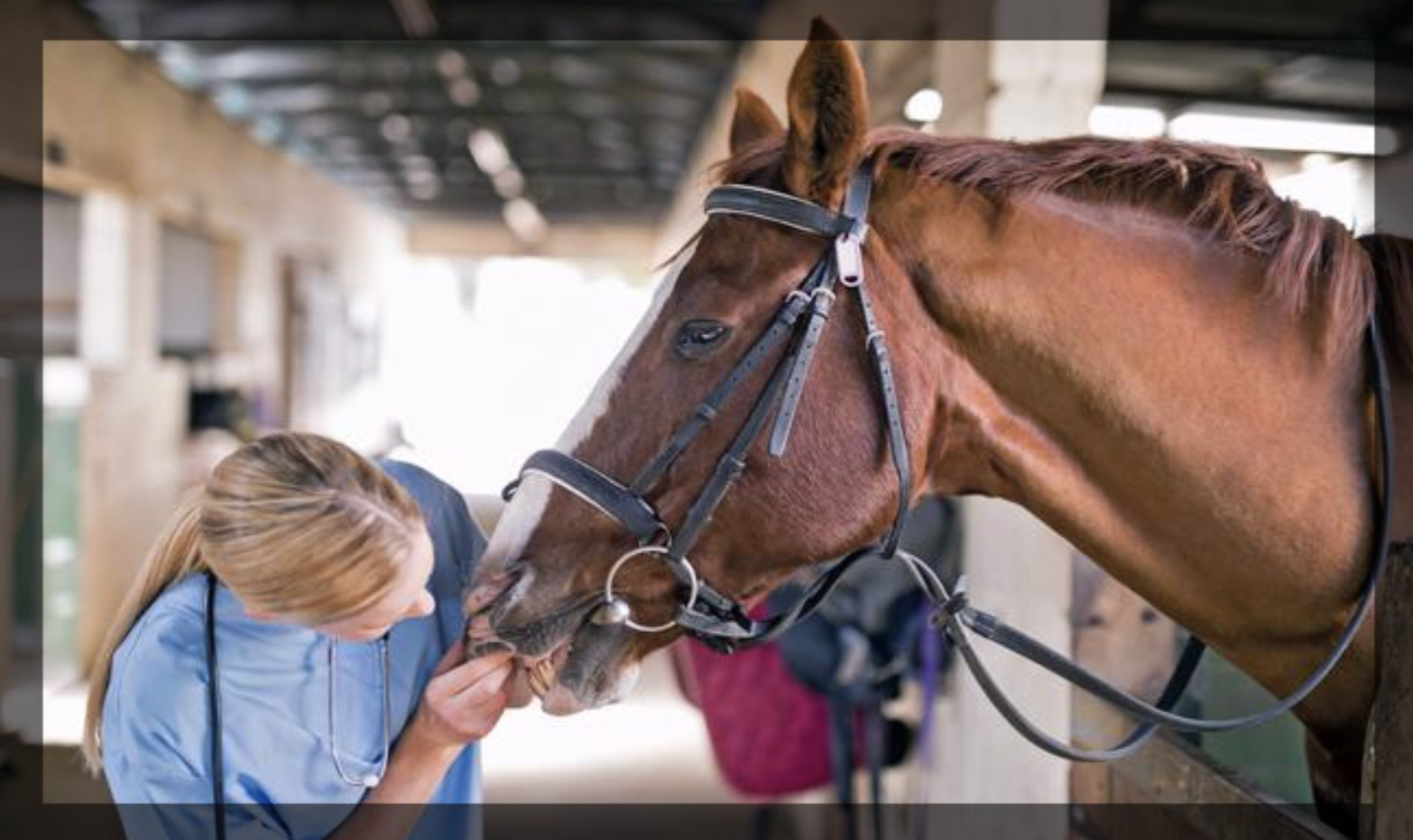 How Often Should You Have Your Horse’s Teeth Floated?